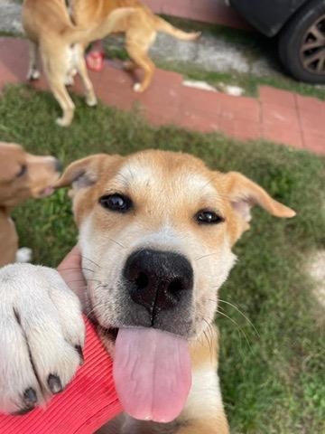 Maschietti 3 mesi mix Golden - Akita  Foto 12