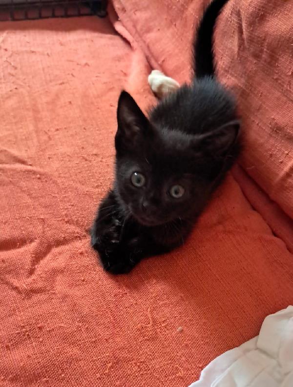 Gattina Nera