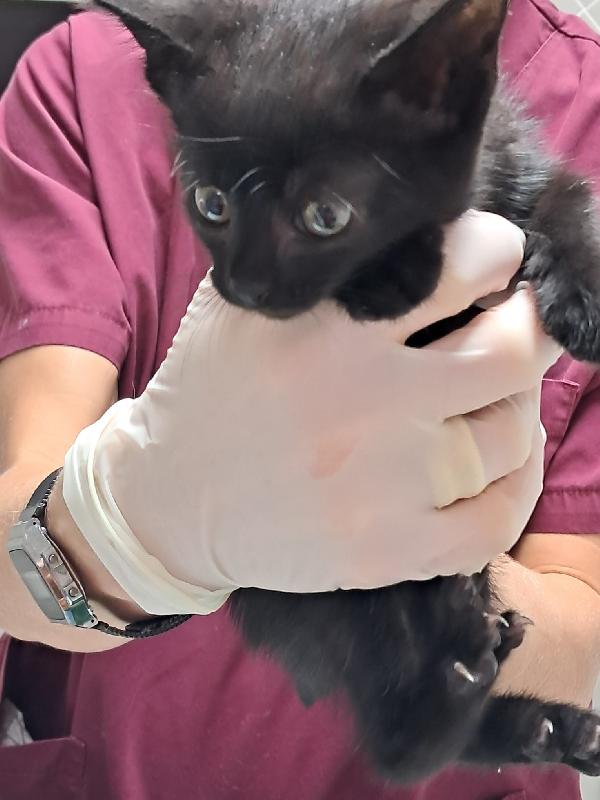 Gattina nera Foto 2