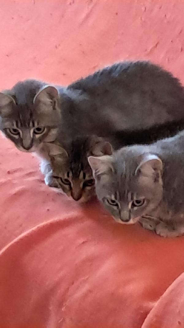 Gattini certosini tigrati  Foto 2