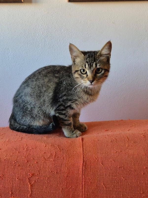 Gattini certosini tigrati  Foto 4
