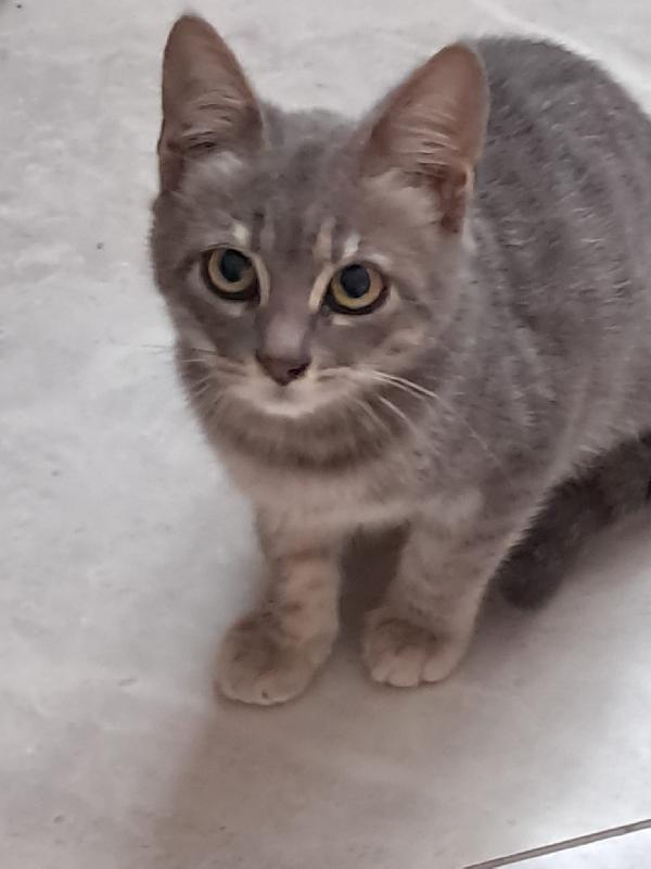 Gattini certosini tigrati  Foto 5