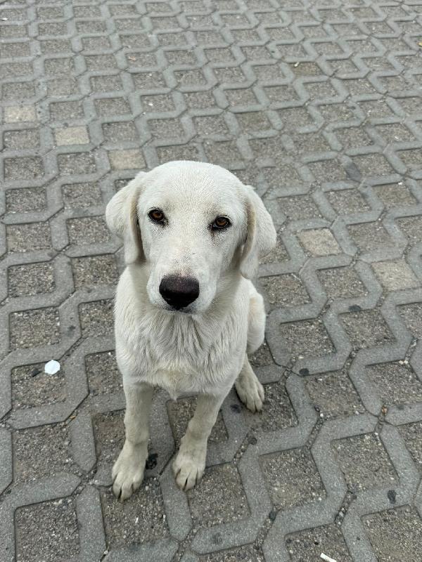 Bad Dolcissimo Cucciolone Mix Labrador 
