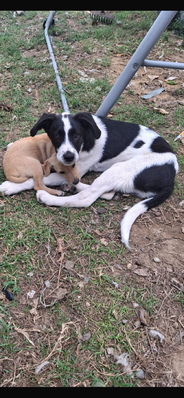 Gerry Il Cagnolino Che Fa Da Papà Ai Cuccioli 