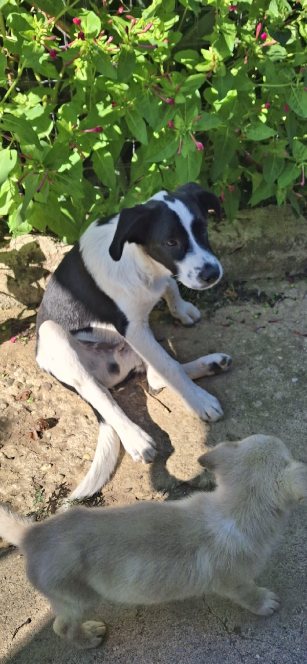 Gerry il cagnolino che fa da papà ai cuccioli  Foto 2