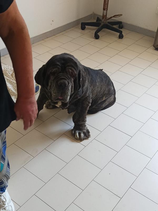 Nina Splendida Mastino Napoletano Cerca Famiglia  