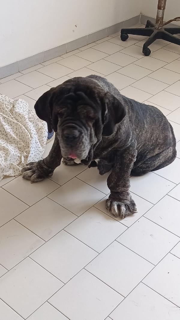 Nina Splendida Mastino Napoletano Cerca Famiglia   Foto 2