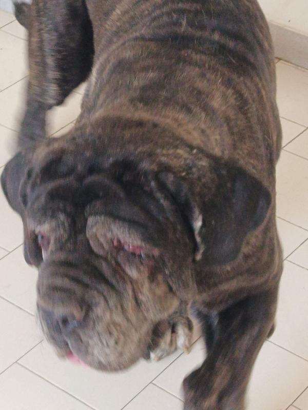 Nina Splendida Mastino Napoletano Cerca Famiglia   Foto 3