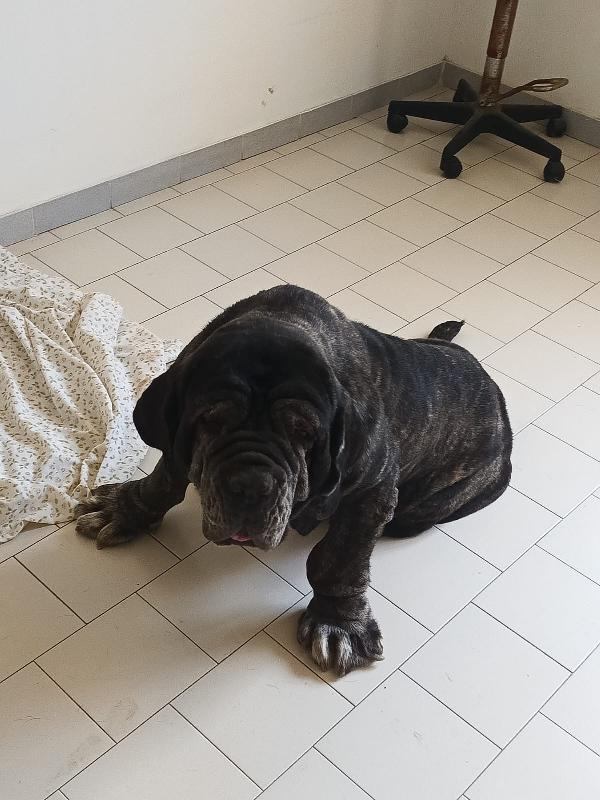 Nina Splendida Mastino Napoletano Cerca Famiglia   Foto 4