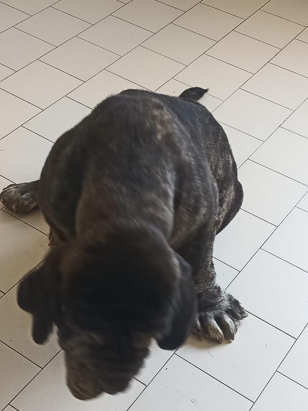 Nina Splendida Mastino Napoletano Cerca Famiglia   Foto 5