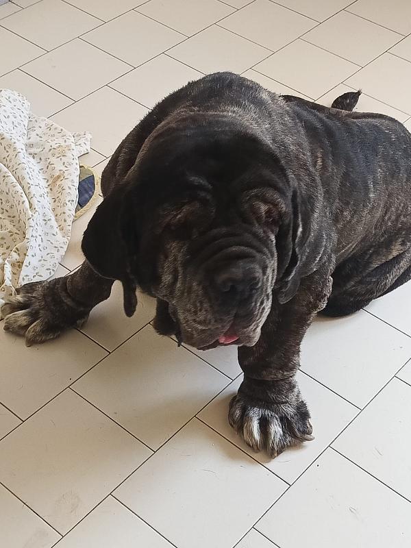 Nina Splendida Mastino Napoletano Cerca Famiglia   Foto 6