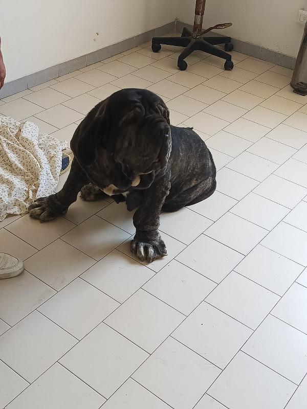 Nina Splendida Mastino Napoletano Cerca Famiglia   Foto 7