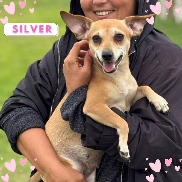 Silver Cagnolina Super Allegra E Dolce Cerca Casa - Taglia Piccola 5 Kg