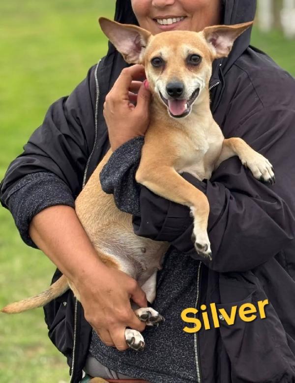 SILVER cagnolina super allegra e dolce cerca casa - taglia piccola 5 kg Foto 3