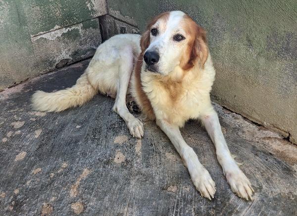Rumi - Cagnolona Di 3 Anni