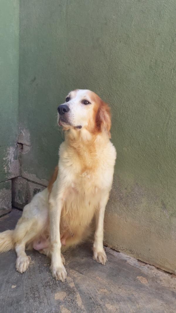 RUMI - cagnolona di 3 anni Foto 2