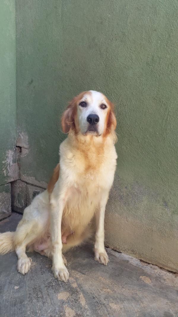 RUMI - cagnolona di 3 anni Foto 3