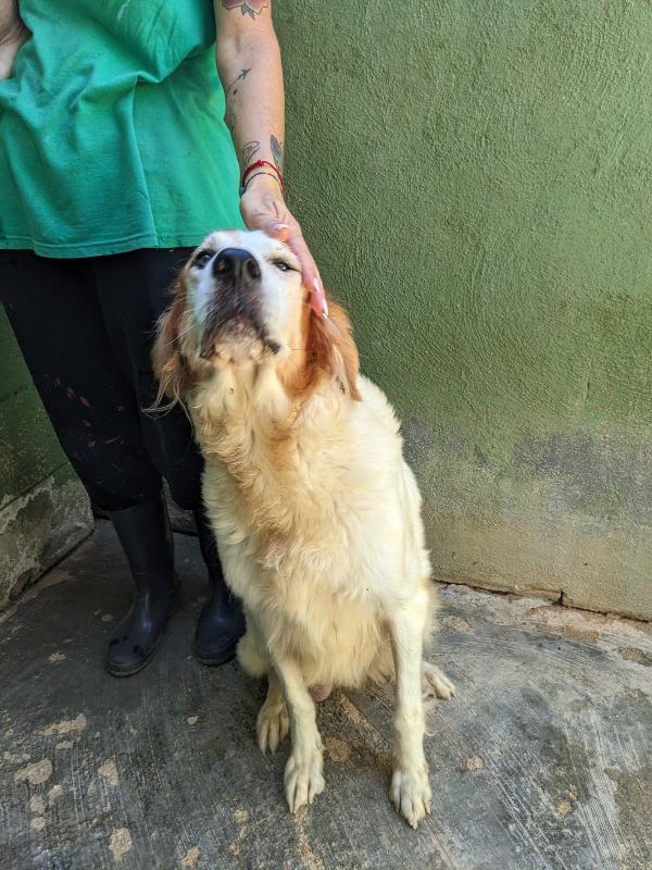RUMI - cagnolona di 3 anni Foto 4