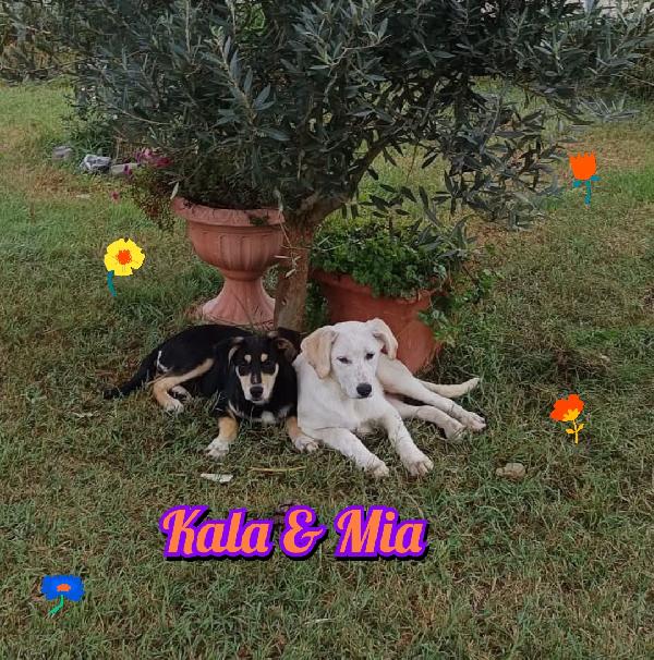 Kala, Mia, Kira Cucciole