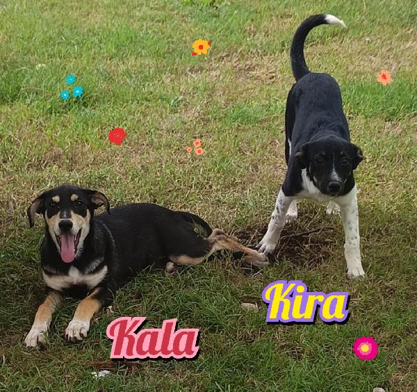 Kala, Mia, Kira cucciole Foto 2