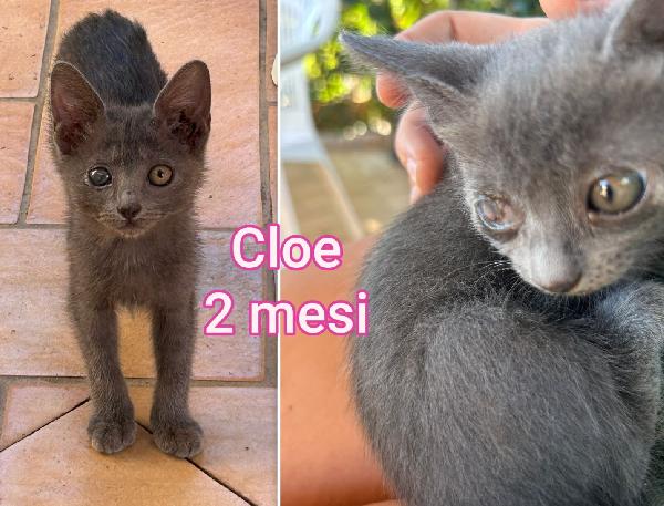 Chiamate Per Salvare Un Micio 