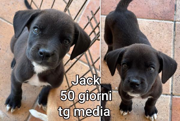 Cucciolotti abbandonati  Foto 4
