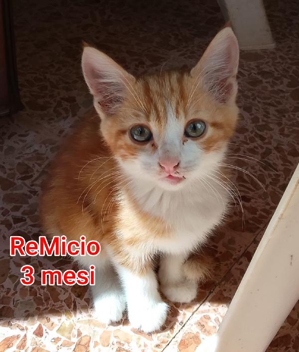Gattini Abbandonati! Emergenza 