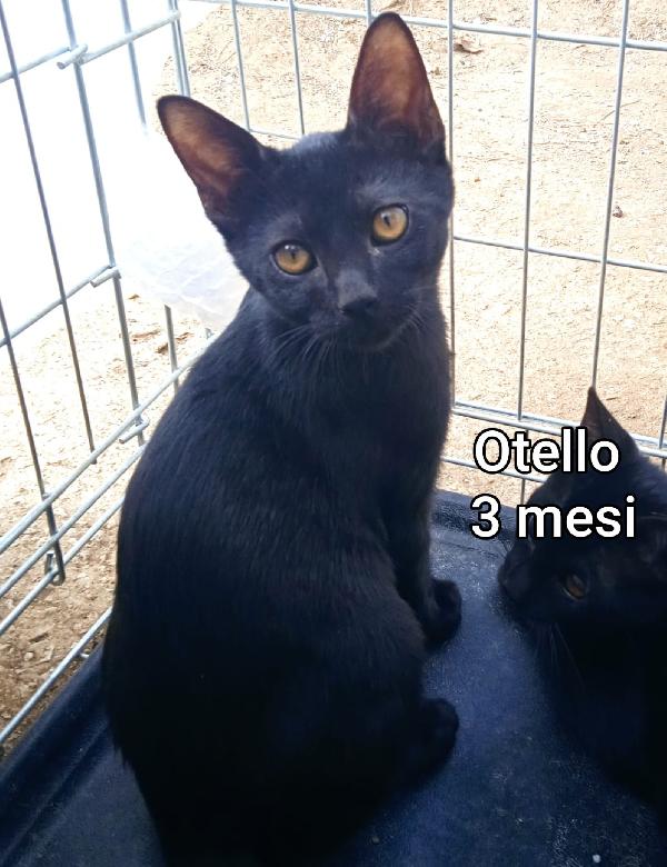 GATTINI ABBANDONATI! EMERGENZA  Foto 2