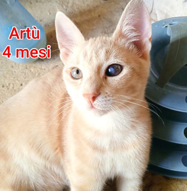 GATTINI ABBANDONATI! EMERGENZA  Foto 3