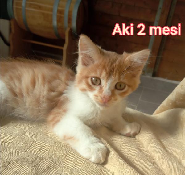 GATTINI ABBANDONATI! EMERGENZA  Foto 4