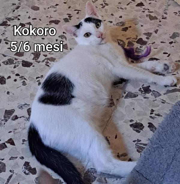 GATTINI ABBANDONATI! EMERGENZA  Foto 8