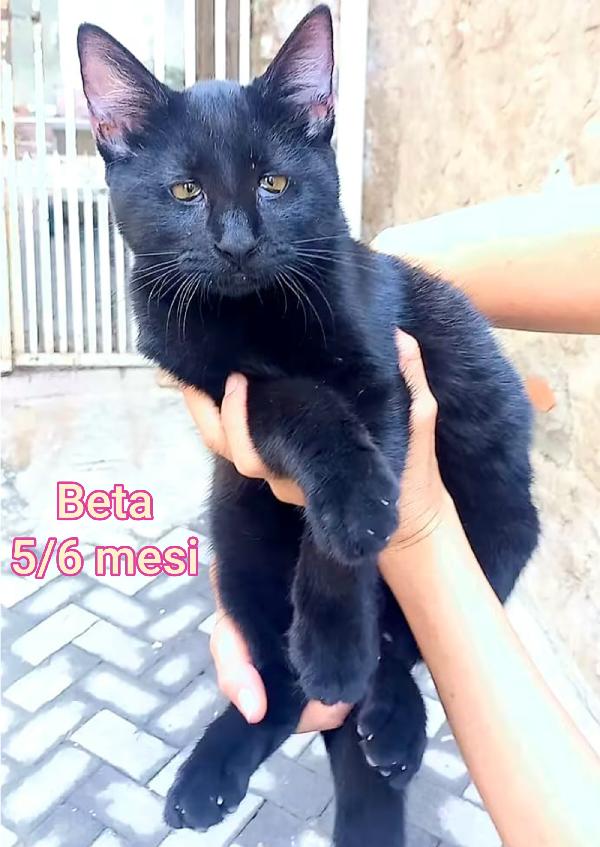GATTINI ABBANDONATI! EMERGENZA  Foto 9