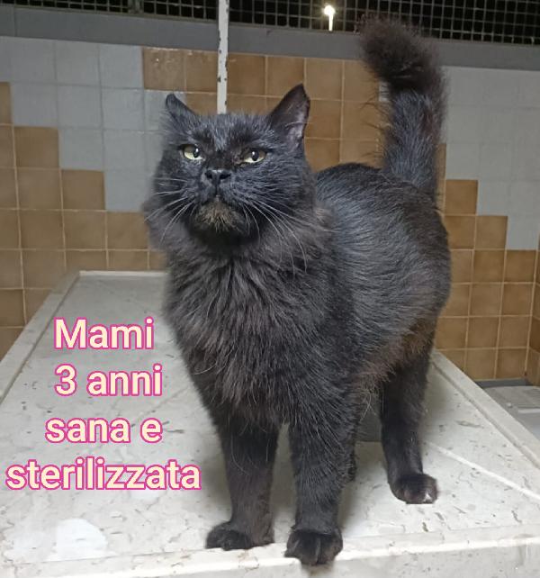 GATTINI ABBANDONATI! EMERGENZA  Foto 10