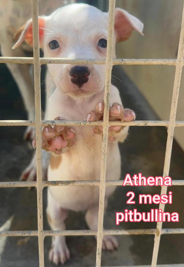 Adozioni Cuccioli! 2 Mesi