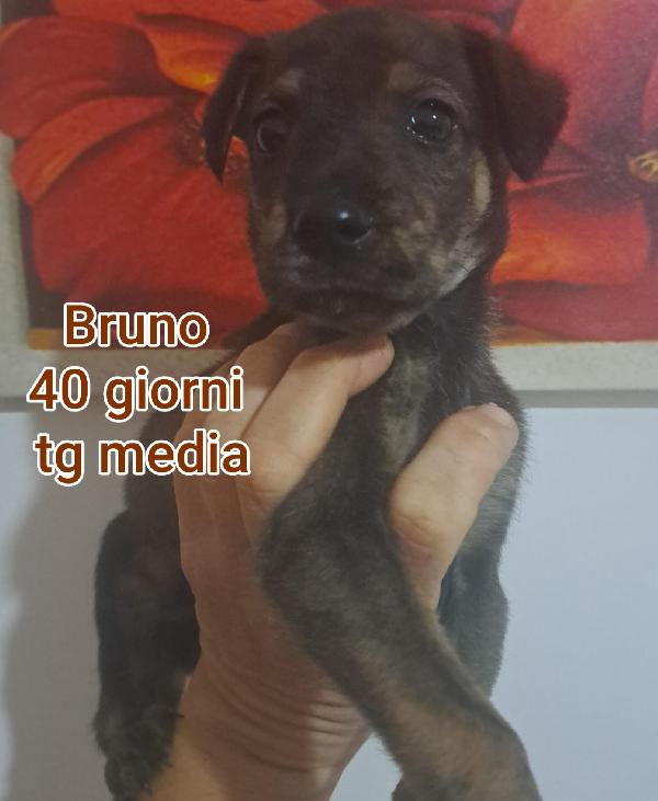 ADOZIONI CUCCIOLI! 2 MESI Foto 3