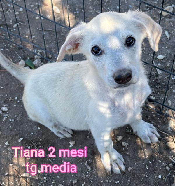 ADOZIONI CUCCIOLI! 2 MESI Foto 4