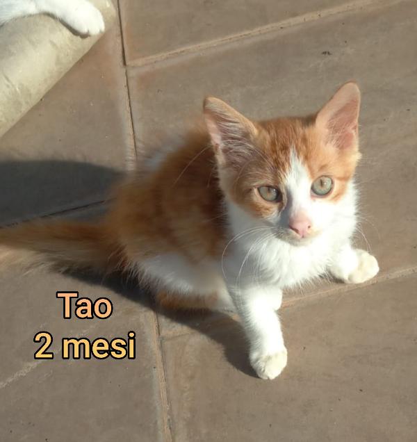 MICETTINI BISOGNOSI!!! Foto 7