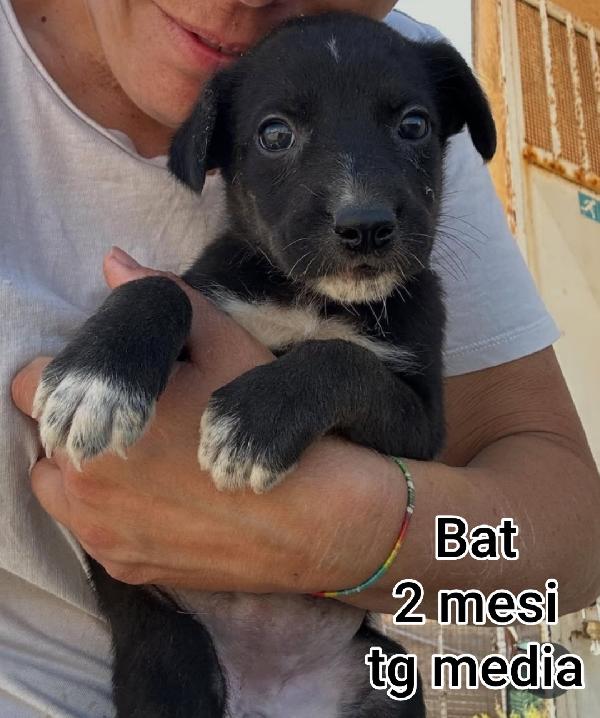 Adotta Un Cucciolo Senza Casa 