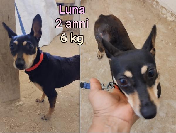 Cagnolini Di Taglia Piccola E Contenuta. 