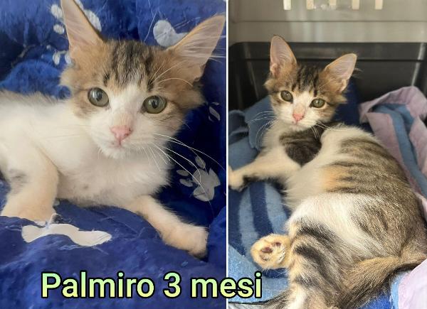 Telefona per salvare un gattino Foto 2