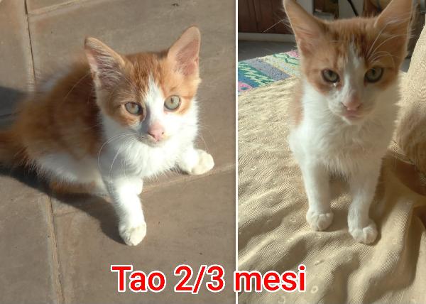 Telefona per salvare un gattino Foto 4