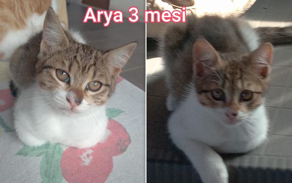 Telefona per salvare un gattino Foto 5
