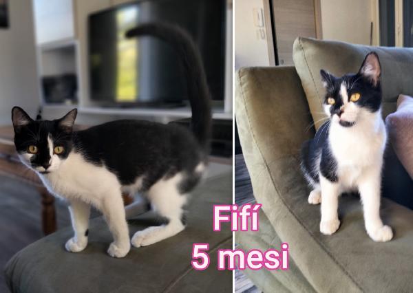 Telefona per salvare un gattino Foto 8