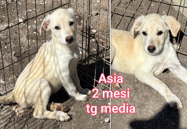 Siamo sommerse dai cuccioli  Foto 4