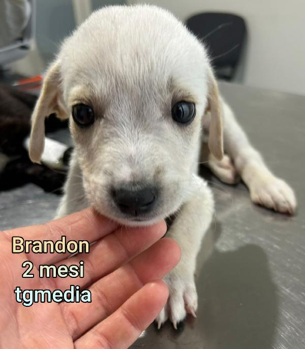 Tenerissimi Cucciolini! 2/3 Mesi