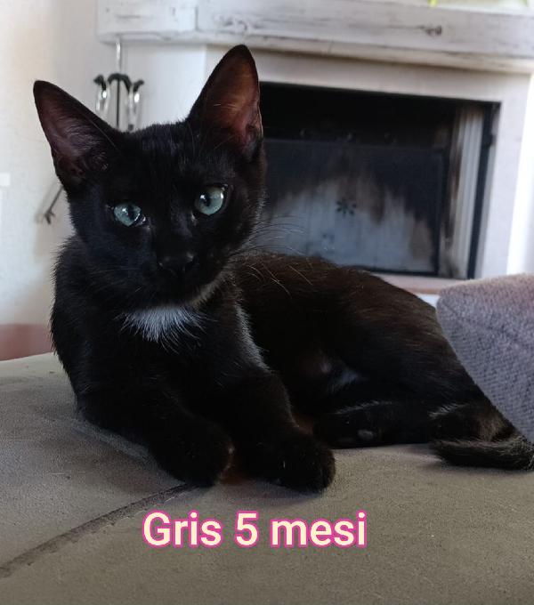 ADORABILI GATTINI MERAVIGLIOSI  Foto 5