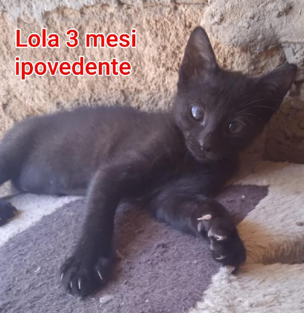 ADORABILI GATTINI MERAVIGLIOSI  Foto 10