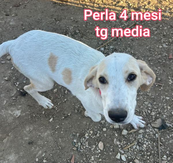 Due mesi: taglie medie Foto 6