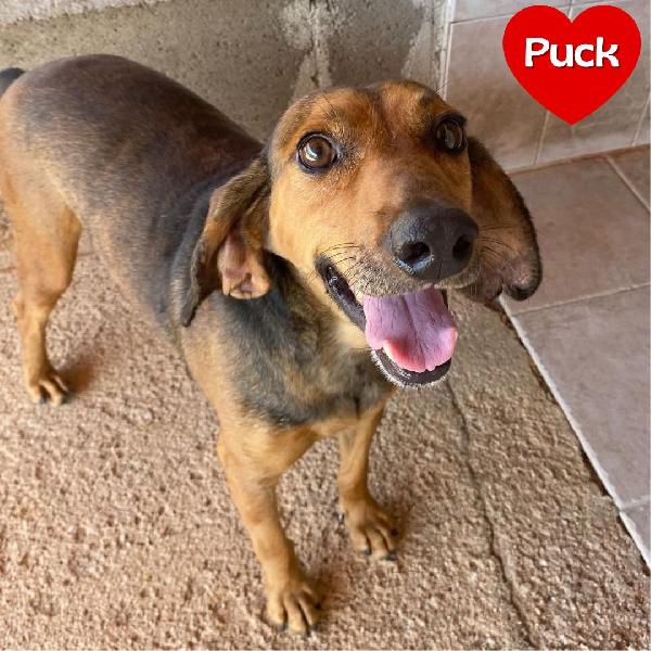 PUCK dolce segugetto 5 anni cerca casa - adozione canile di Latina Foto 1