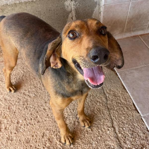 PUCK dolce segugetto 5 anni cerca casa - adozione canile di Latina Foto 2